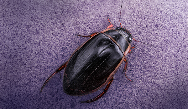 Фото: Как выглядит жук плавунец