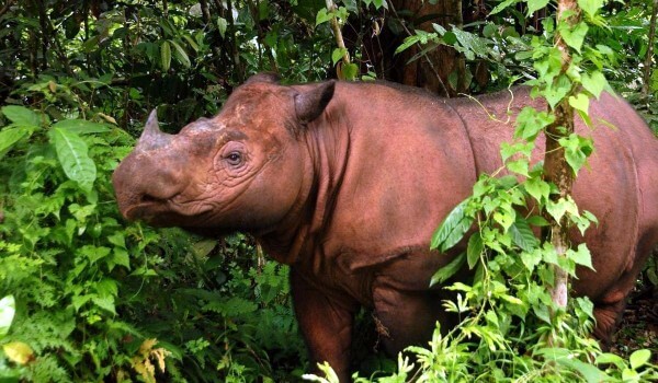 Фото: Суматранский носорог в природе