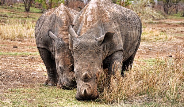 Фото: Суматранский носорог из Красной книги