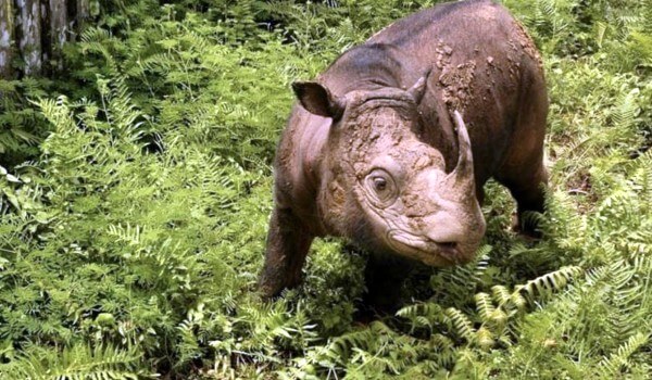 Фото: Суматранский носорог