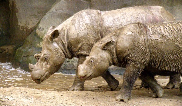 Фото: Пара суматранских носорогов
