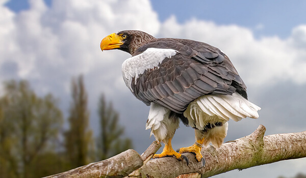 Фото: Белоплечий орлан