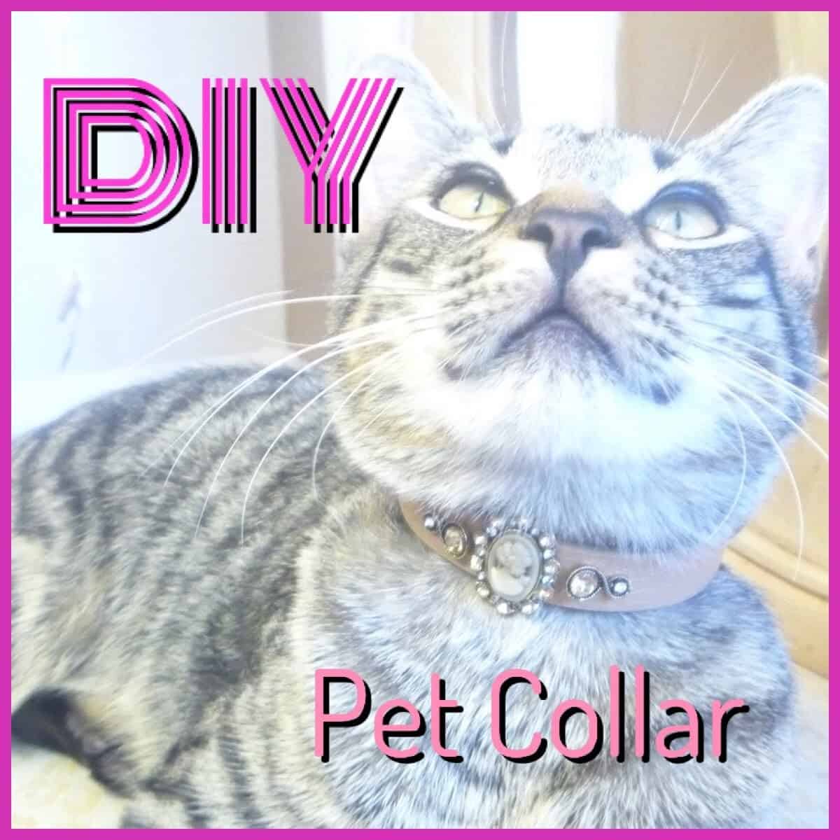 Belt cat collar