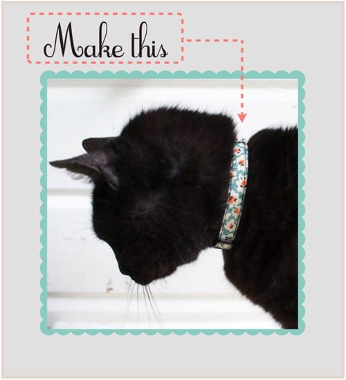 Cat collar revamp