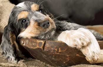 Cocker spaniel puppy lying in a carved wooden bowl