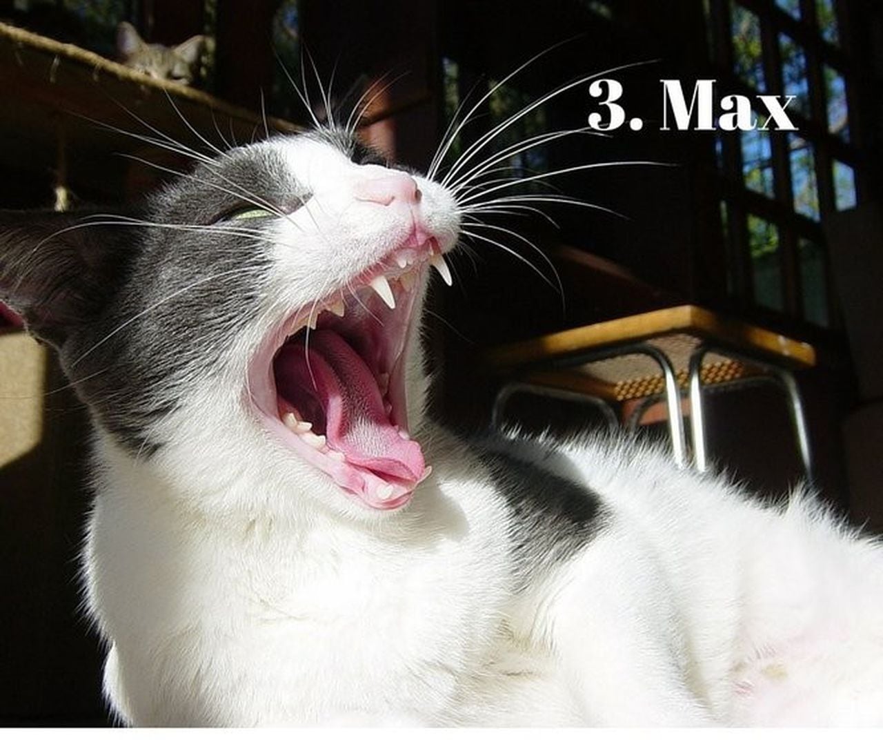 Кошка без зубов. Кот зевает. Кошка зевнула.