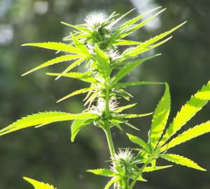 Early flowering of a female cannabis plant