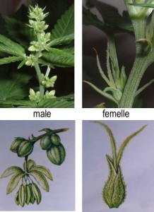 Male and female cannabis plants