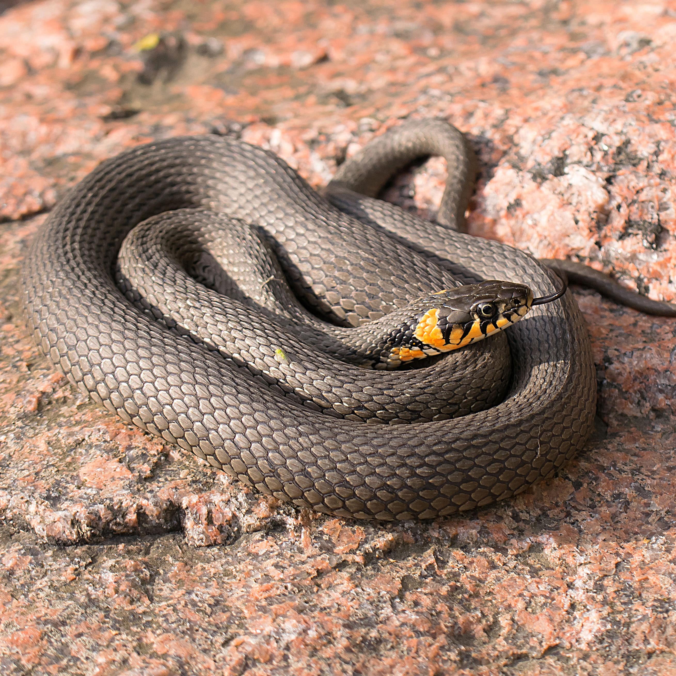 Grass snake