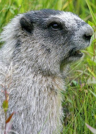 Groundhog Portrait