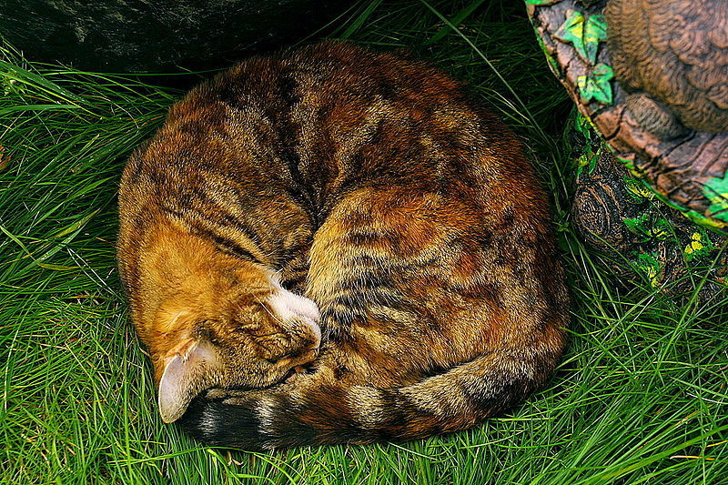 Tricolor, striped cat