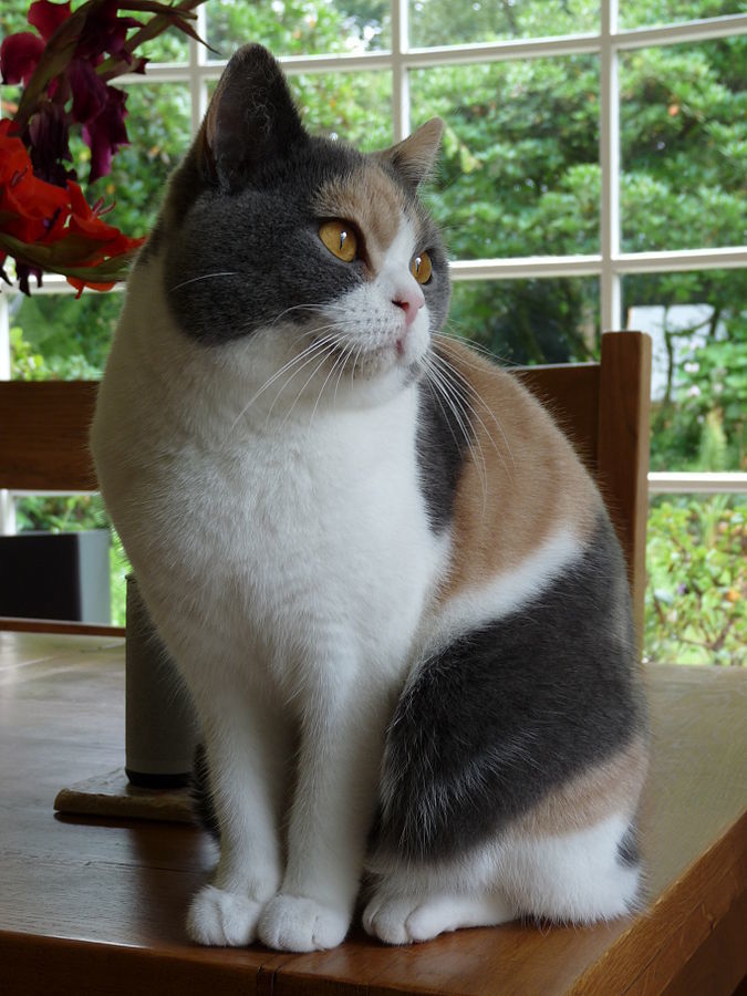 calico cat in diluted colors