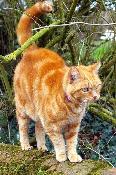 female, orange-colored cat