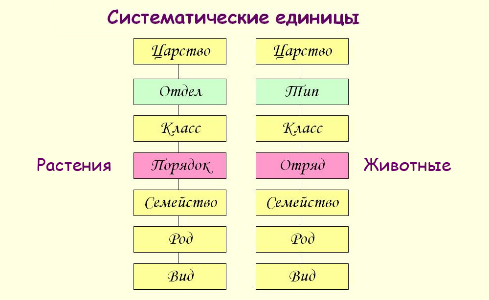 Систематические группы схема