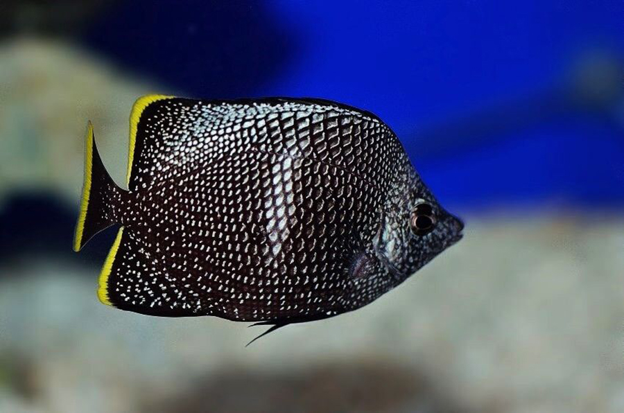 Wrought Iron Butterflyfish Wrought Iron Butterflyfish