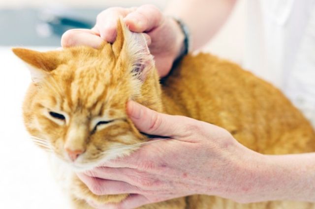 Ветеринар смотри ухо кошки
