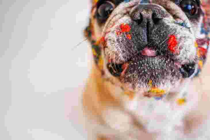 Как воспитать собаку: 15 правил, которые помогут вам стать вожаком
