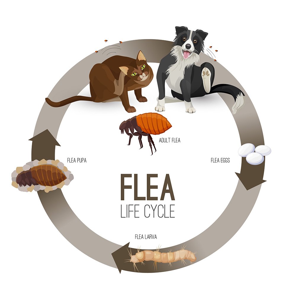 infographic of the flea life cycle from pets