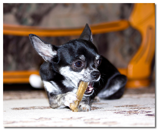 Chihuahua Eating a New Treat
