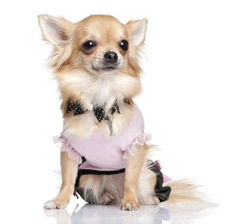 Female Chihuahua