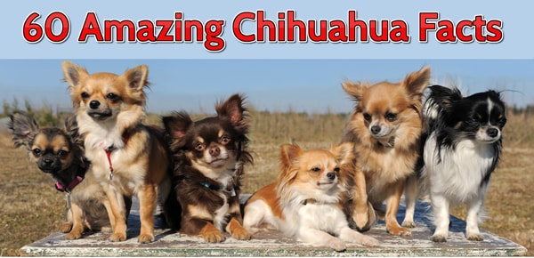 60 Amazing Facts About Chihuahuas