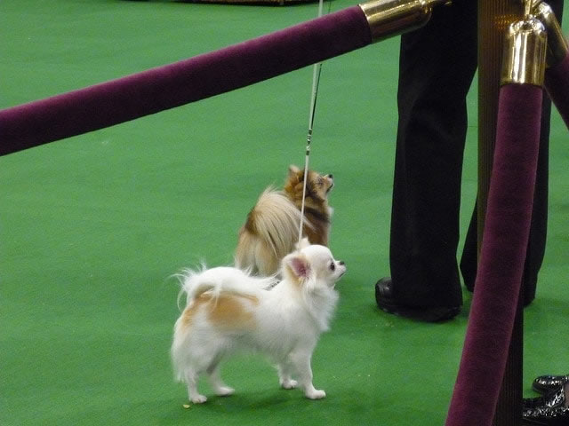 Best in Show Chihuahuas
