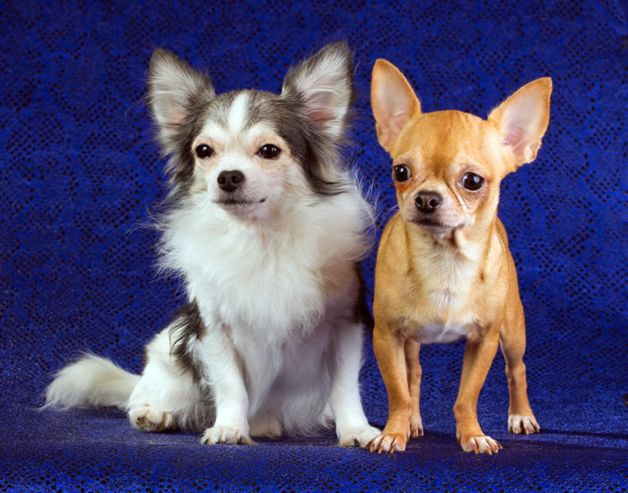Long-coat and smooth-coat Chihuahua