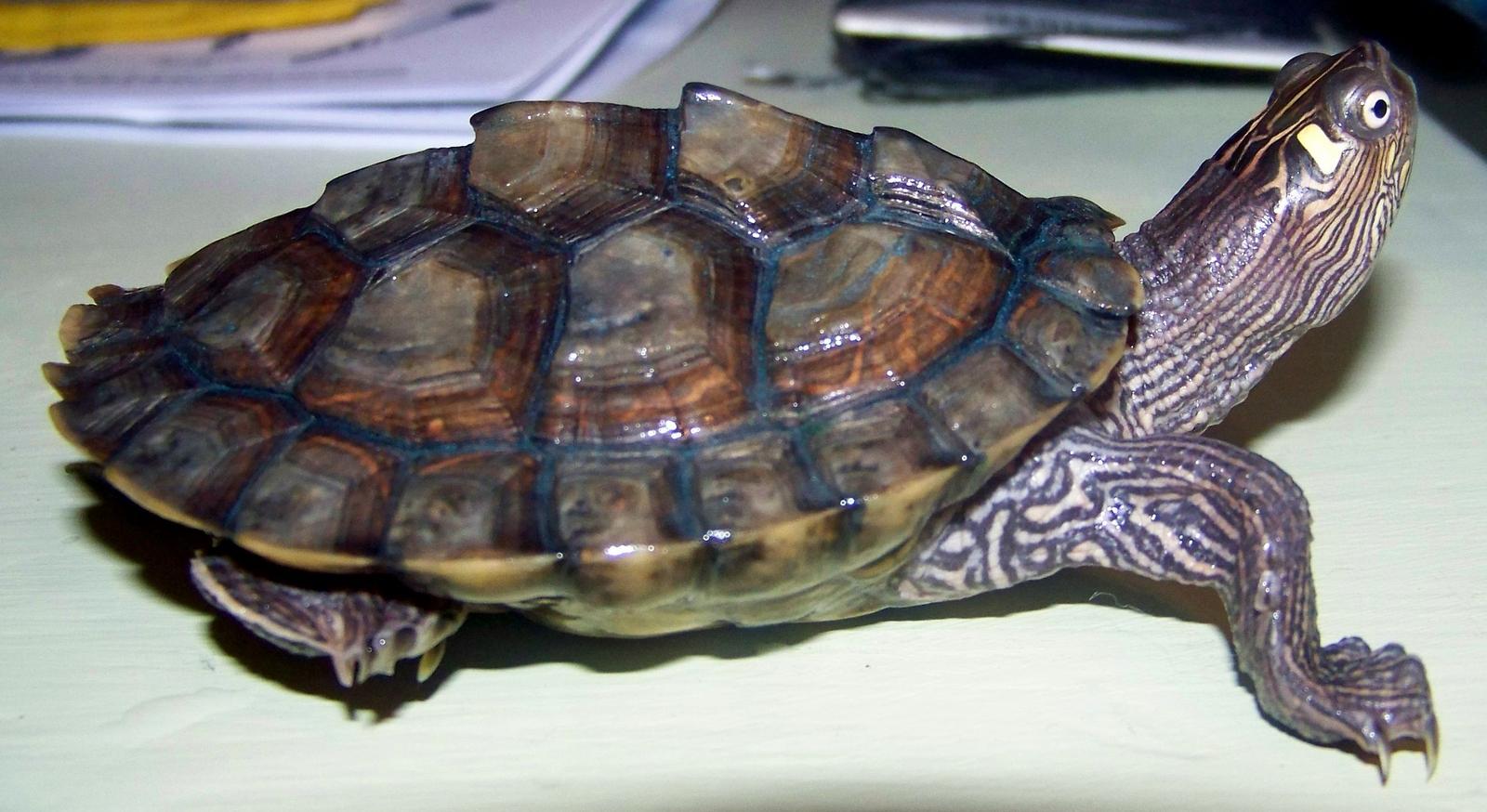 Определить вид черепахи по фото онлайн