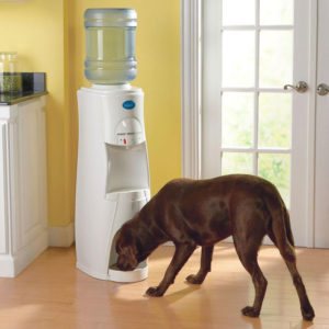 feed clean water for pets