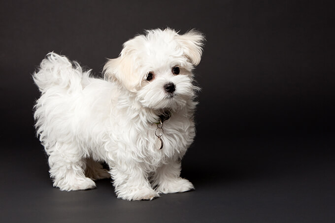maltese puppy pictures