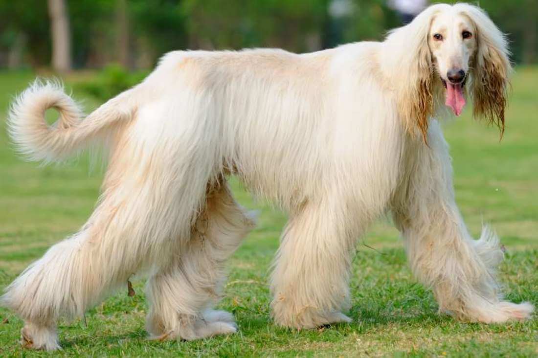 Afghan Hound long hair dog