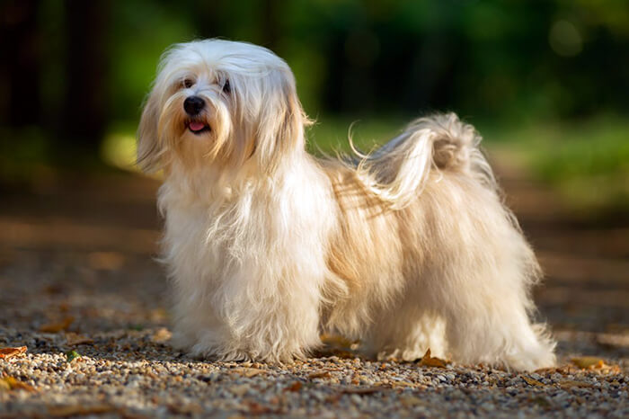 Havanese-long-hair-dog