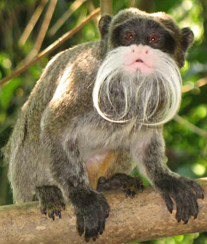 emperor tamarin