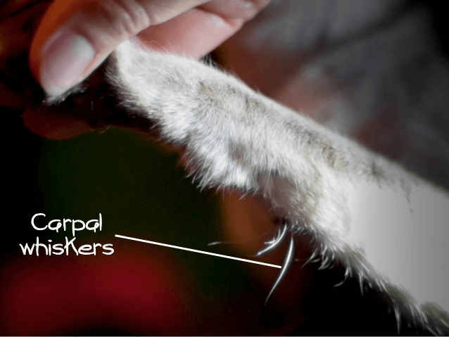 carpal whiskers