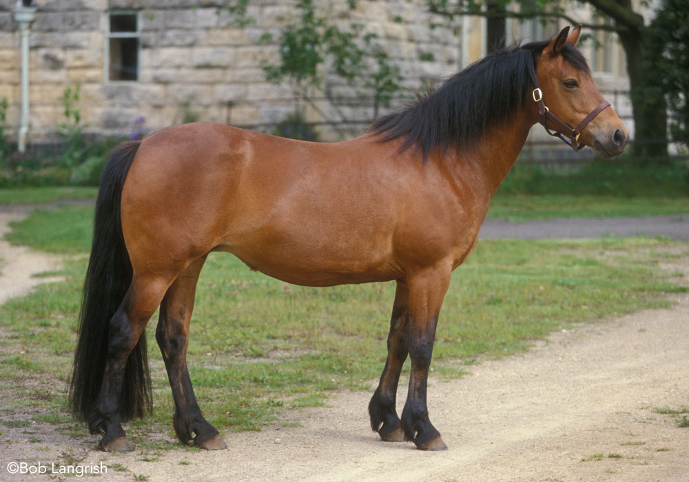 Connemara Pony