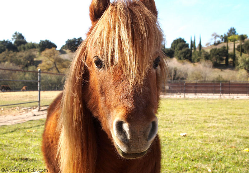 Miniature Horse