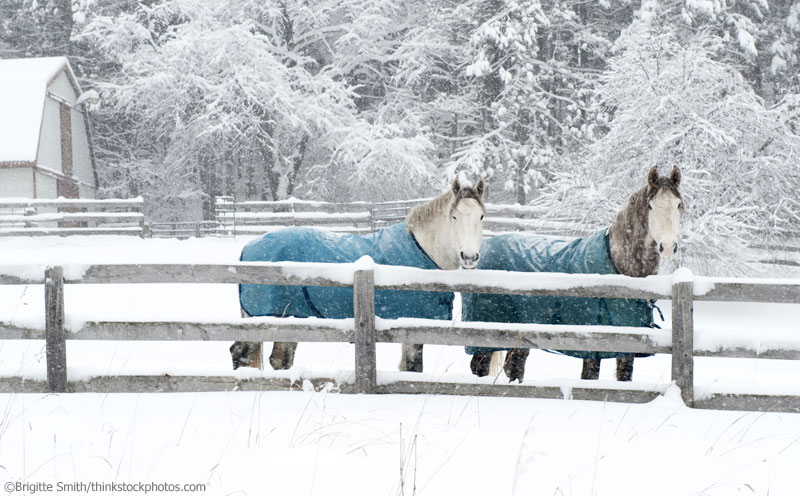Horses wearing winter blankets