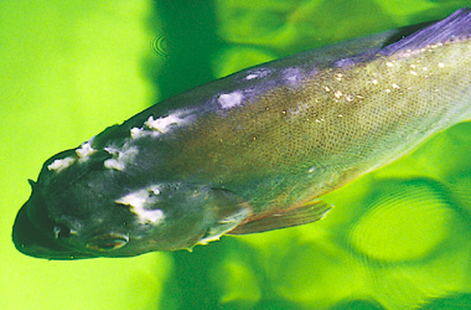 Болезни рыб Хилодонеллез