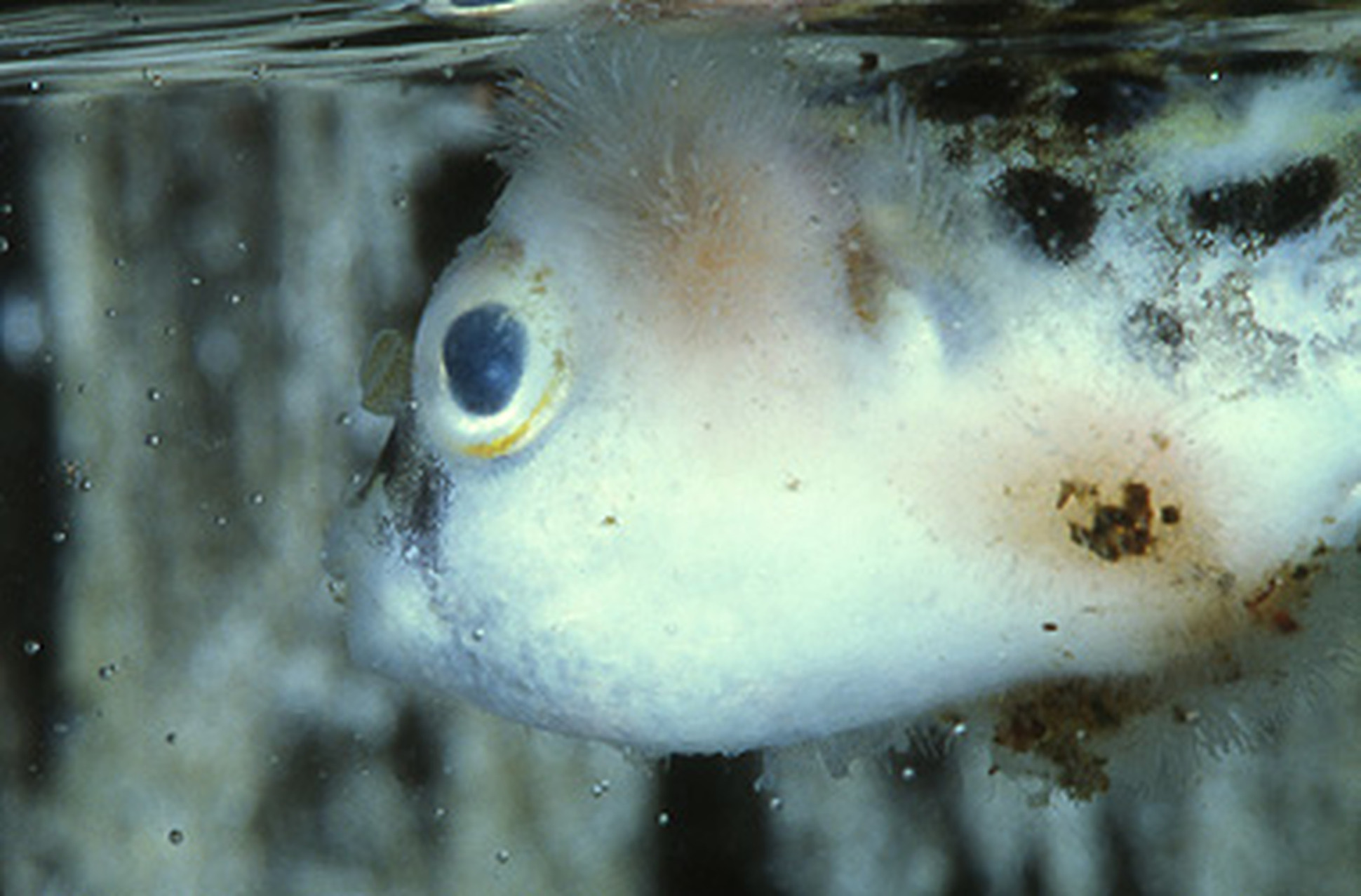 Белый налет на рыбе фото