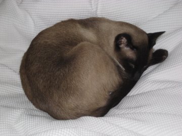 Seal Point Siamese cat