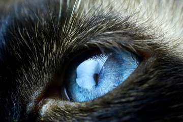One of the Siamese cat characteristics - blue, blue eyes!