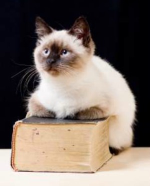 Siamese cat sitting on a dictionary - so many names to choose from!