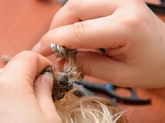 How to clip dog nails.