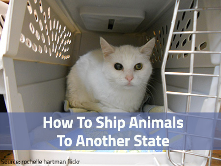 ship-animals-to-another-state