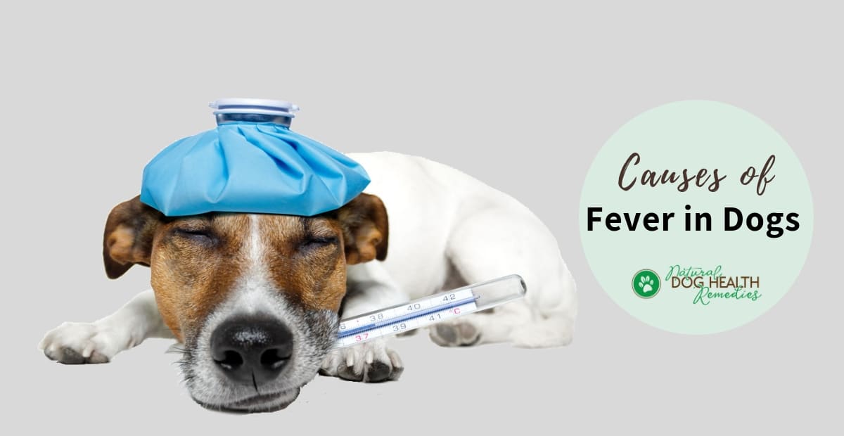 How to Take Dog Temperature and Pulse