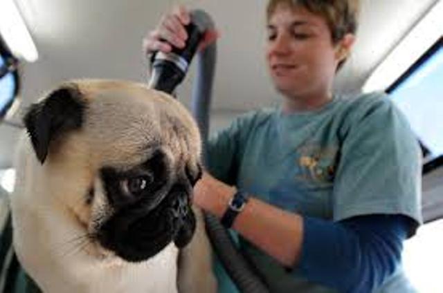 pug grooming - petsworld.in