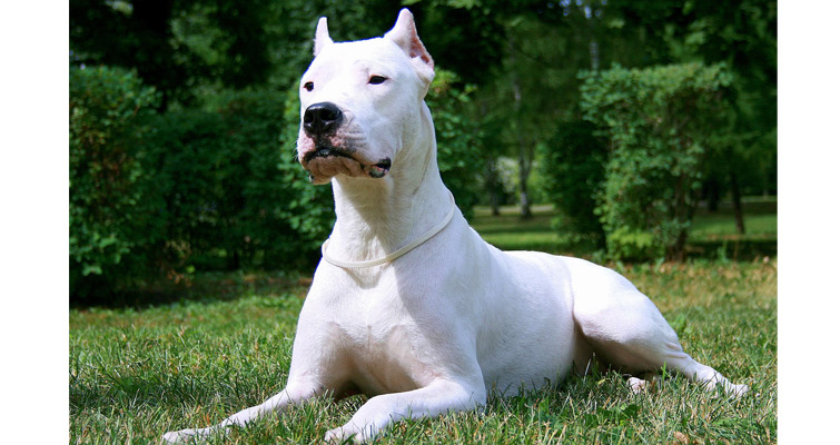 Argentine-Dogo