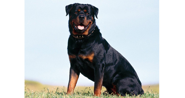 Rottweiler