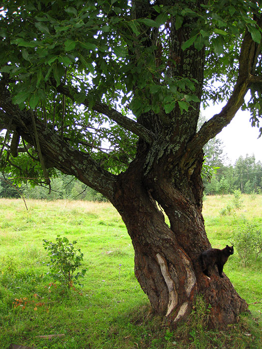 фото чёрного кота на дереве