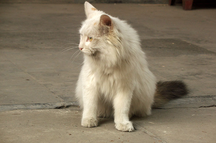 фото белого кота с серым хвостом